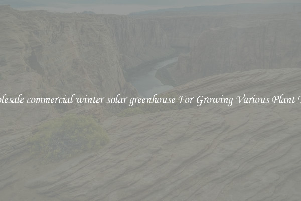 Wholesale commercial winter solar greenhouse For Growing Various Plant Types